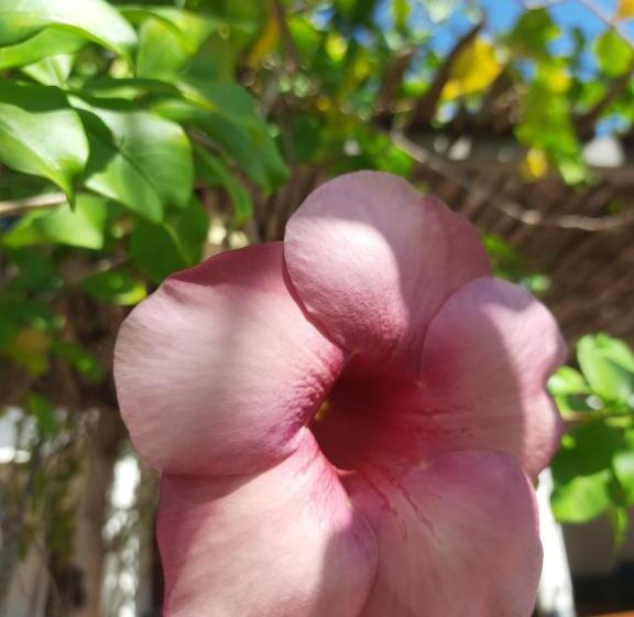 فندق صغير The Jungle, Village & Beach