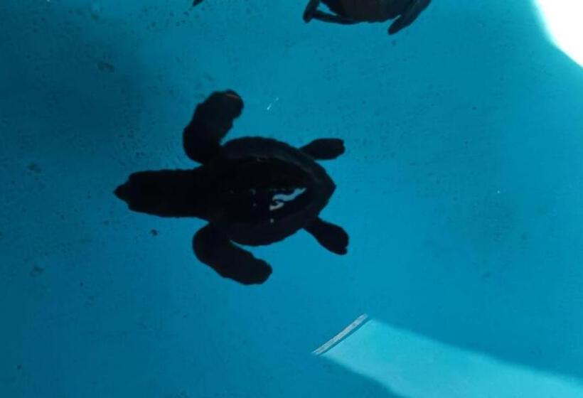 בית מלון כפרי The Beach Bungalows & Turtle Sanctuary