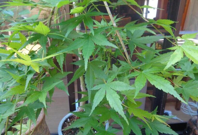 بنسيون Premium Guest House Alaskan Dream