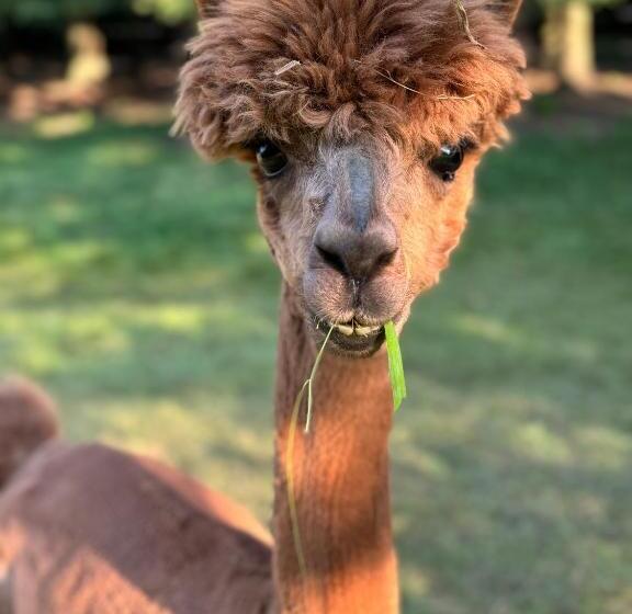 منتجع Holden Villa Retreat