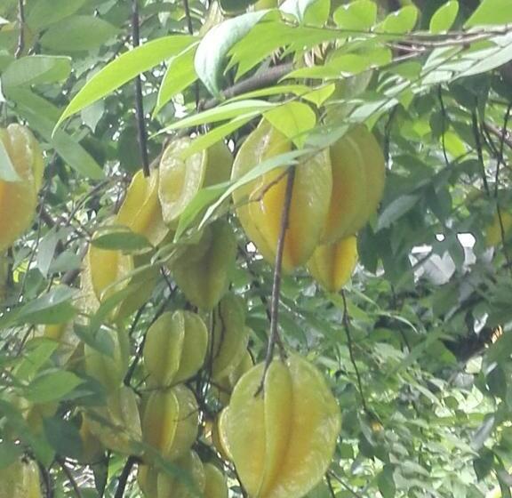 הוסטל Squirrel S Nest