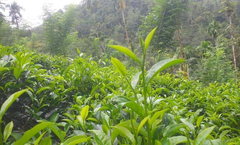 ホテル Sinharaja Holiday Bungalow