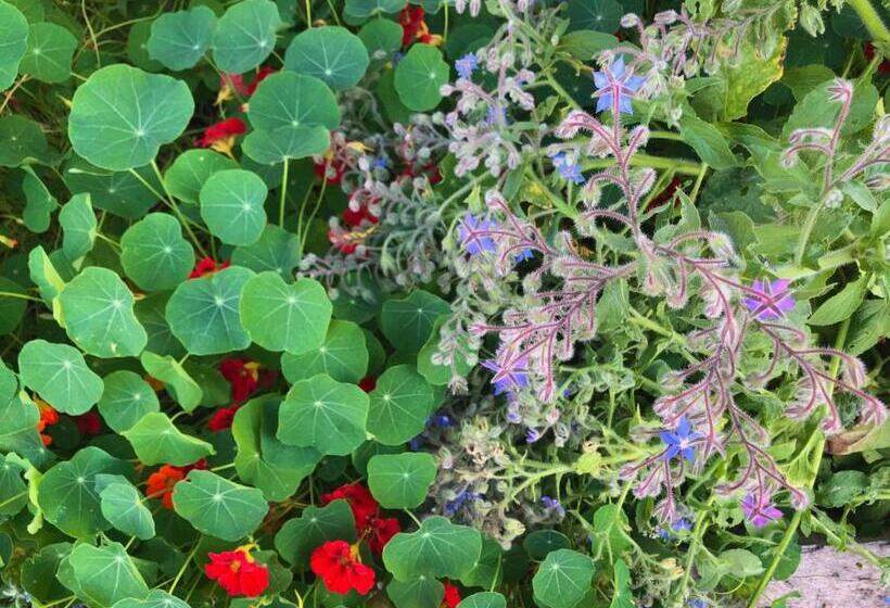 پانسیون Lokokina Guesthouse