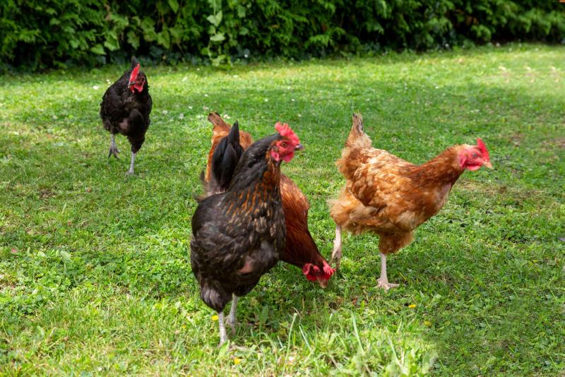 בית מלון כפרי Best Western La Porte Des Chateaux