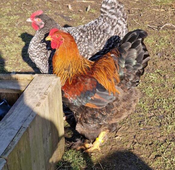 펜션 La Moutonne Des Landes De Lanvaux