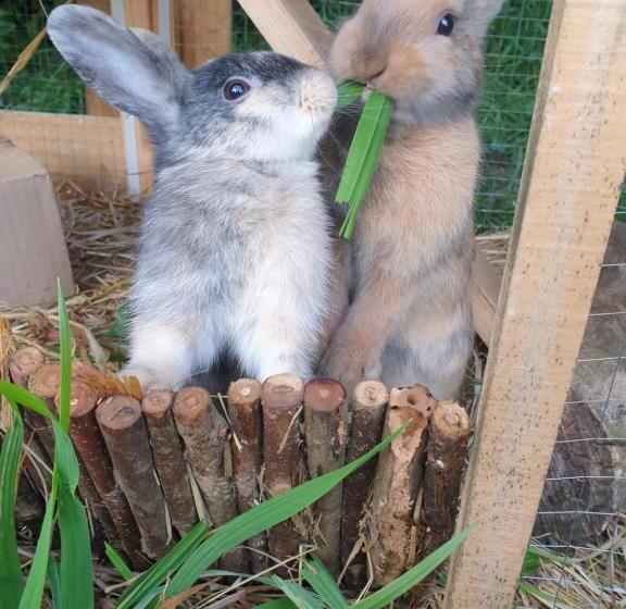 펜션 La Moutonne Des Landes De Lanvaux