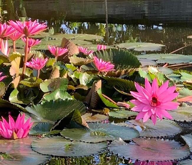 Пансион Liontree Villa