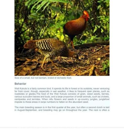 פנסיון Woodland Hideaway In Sinharaja