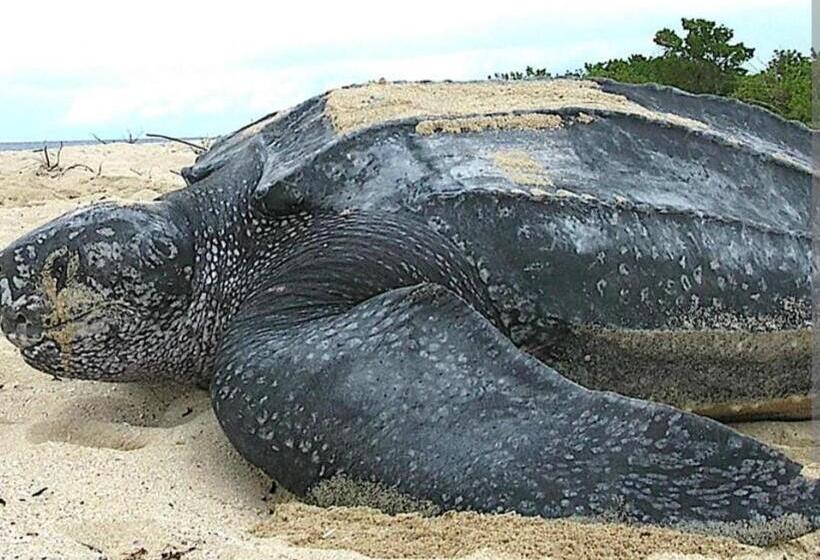 هاستل Mar Y Selva