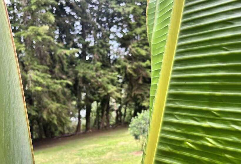 Autenthico Sajonia Hotel Aeropuerto