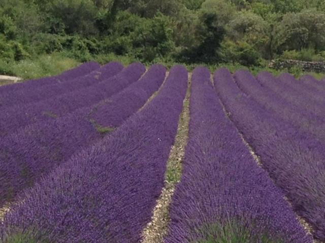 مبيت وإفطار Les Lavandes