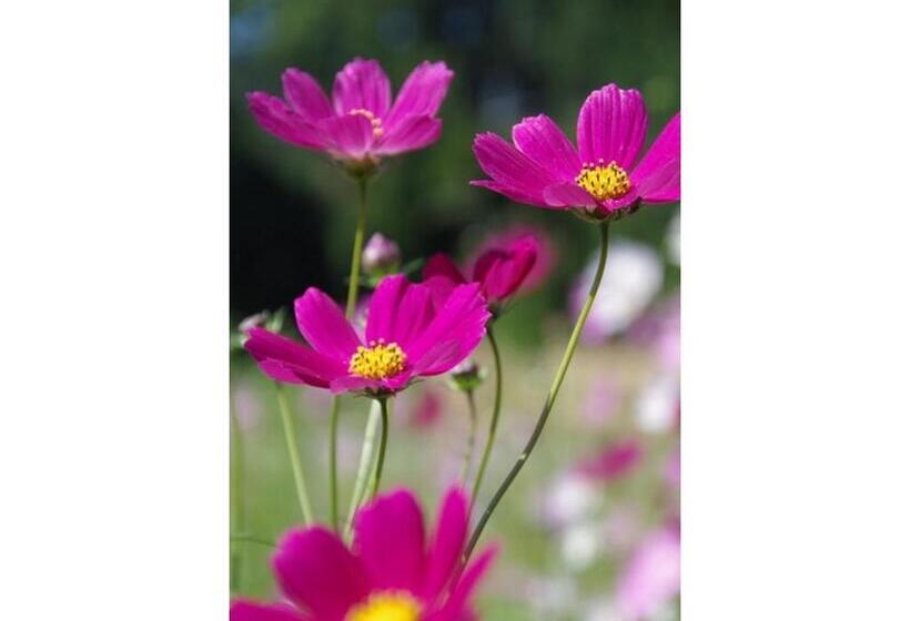 酒店 Ryoso Chatani   Vacation Stay 43144v