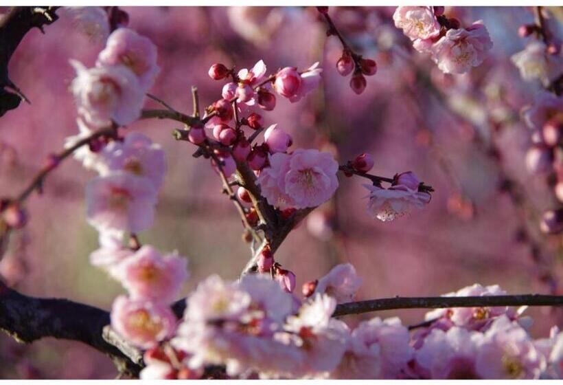 酒店 Ryoso Chatani   Vacation Stay 43144v