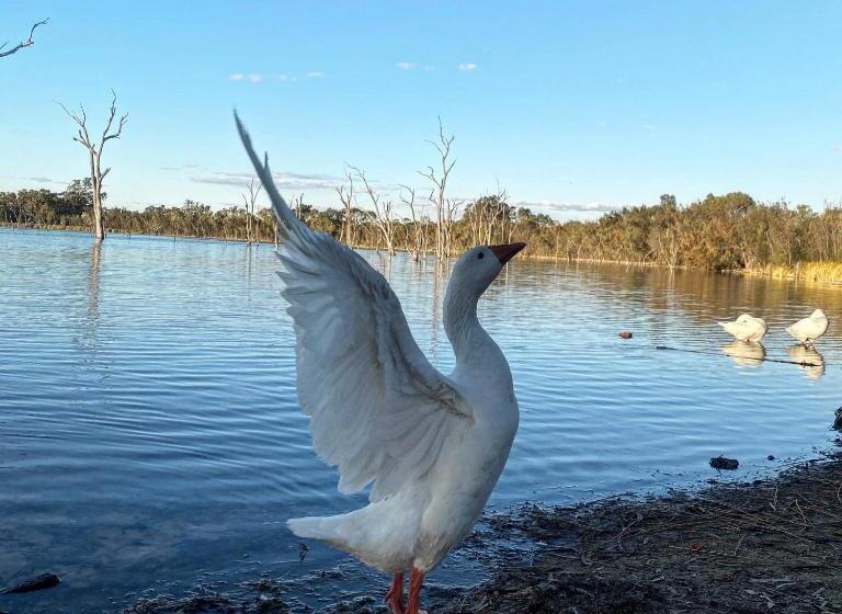 فندق Boshack Outback Farmstay   Perth Eco Farm
