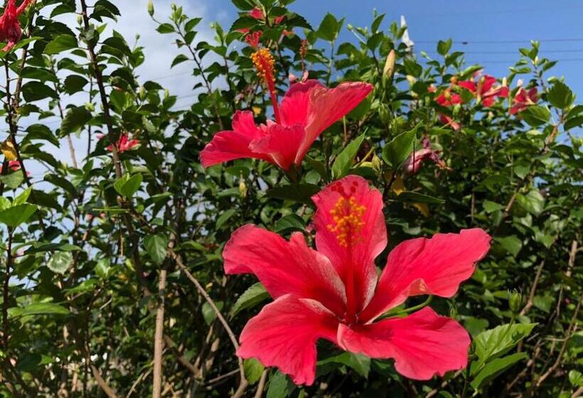 酒店 Pine Shima Resort Coral Fish   Vacation Stay 37446v