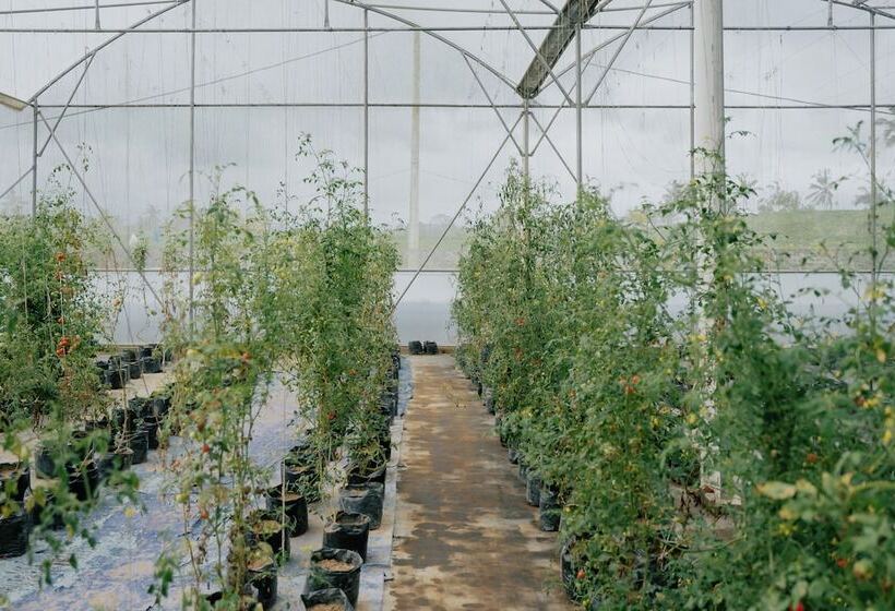 בית מלון כפרי Sunyi Ubud