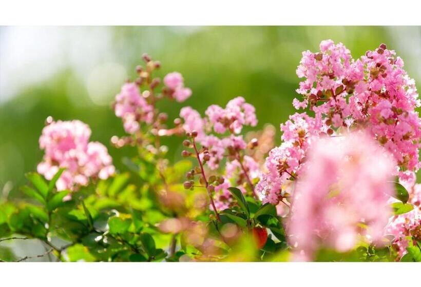 Nanki Shirahama Resort Hotel   Vacation Stay 38049v