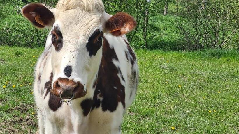 Отель Roulotte à La Ferme Buissonnière