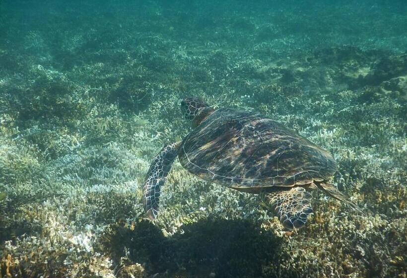 Пансион 奄美ゲストハウス宇宿サンライズビーチ