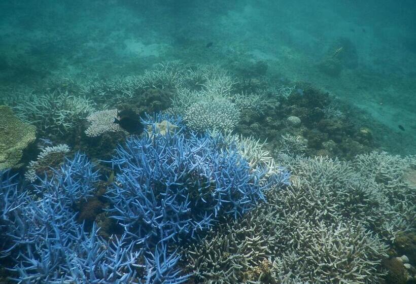 Пансион 奄美ゲストハウス宇宿サンライズビーチ