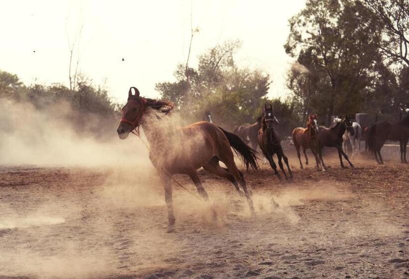 ホテル Amritara Olive Trotter, Nangal