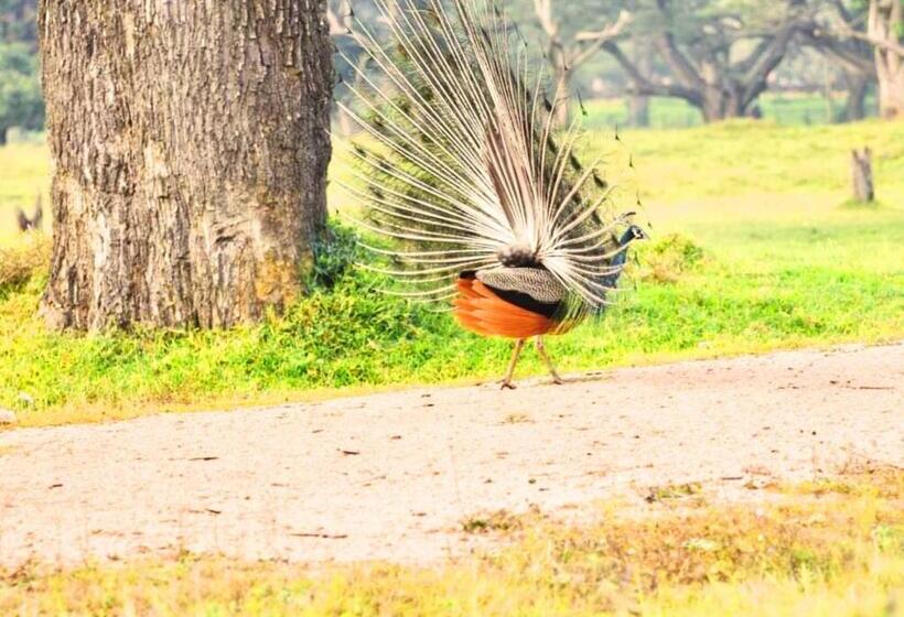 膳宿费 Anuradhapura Peacock Garden Holiday Bungalow