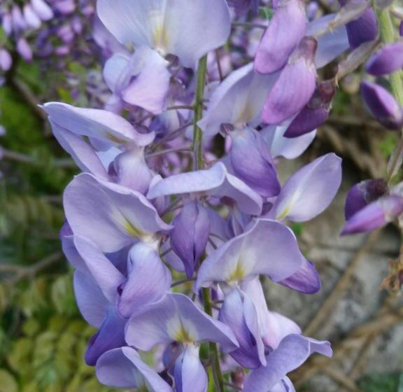 בית מלון כפרי B&b Klammhof Panorama