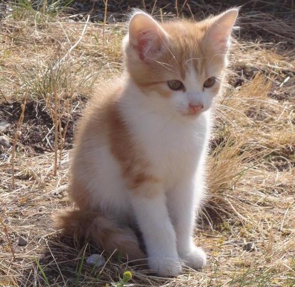 בית מלון כפרי Binterhof Familie Mosser