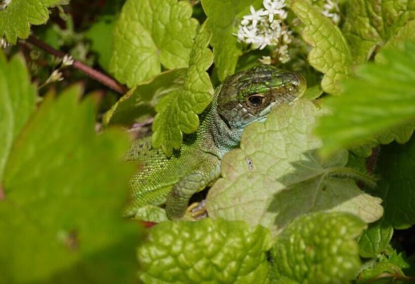 Bed and Breakfast Chambres D Hôtes Fleur De Lis