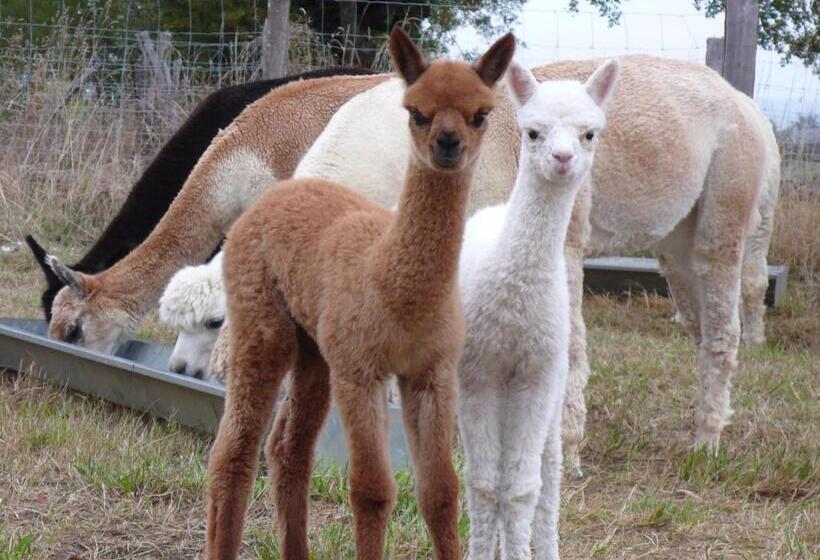 Отель Alpagas Du Quercy