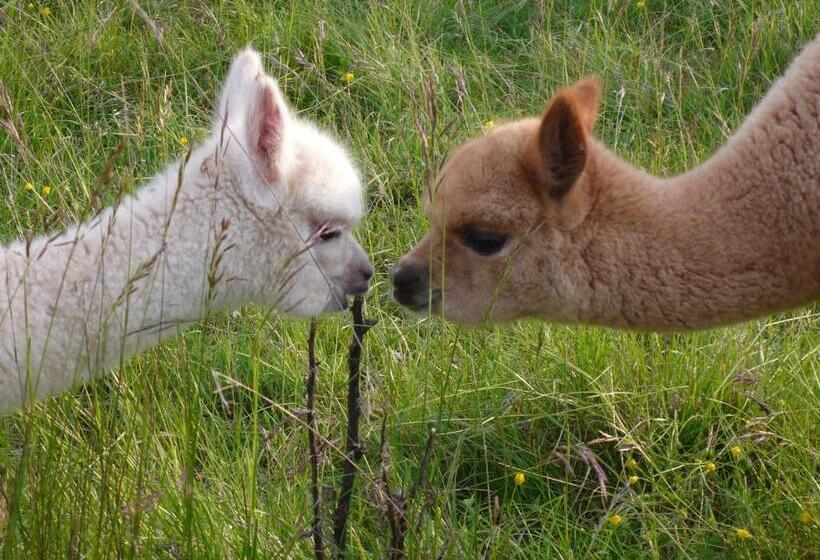 Отель Alpagas Du Quercy