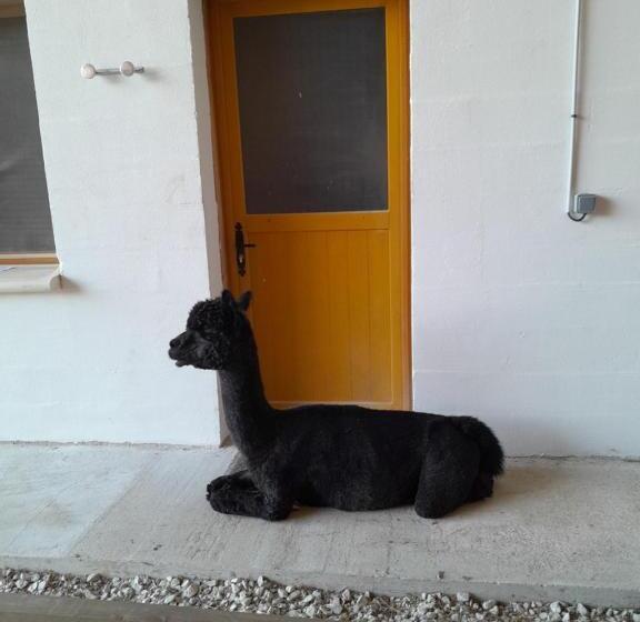 Отель Alpagas Du Quercy