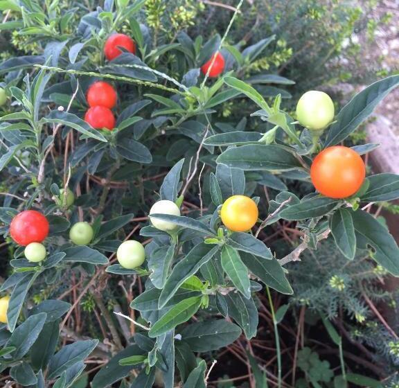 酒店 Agriturismo Parco Fiorito