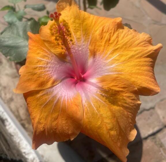 ホテル Waltako Beach Culture