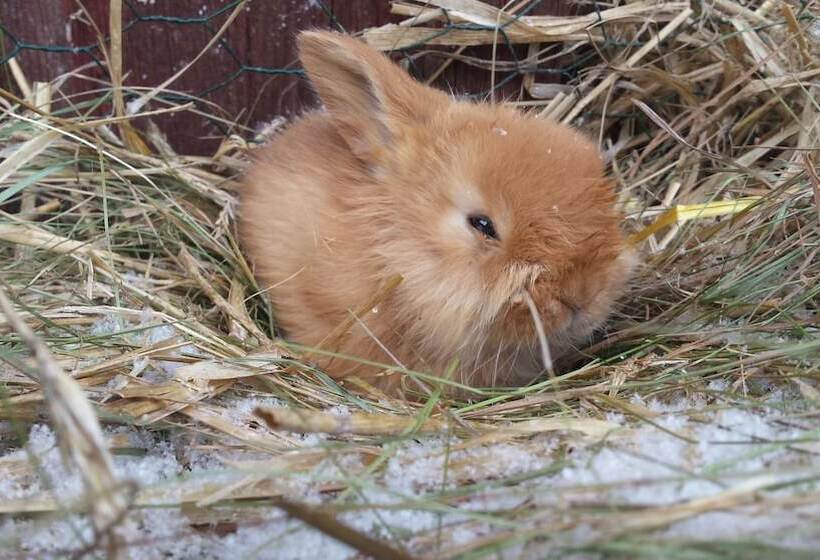 住宿加早餐 Två Ekar Gård