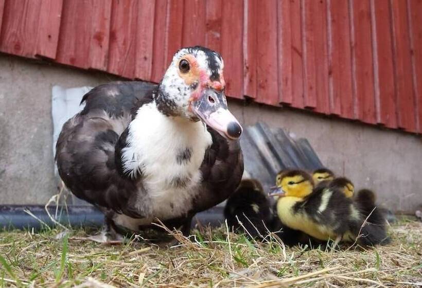 住宿加早餐 Två Ekar Gård