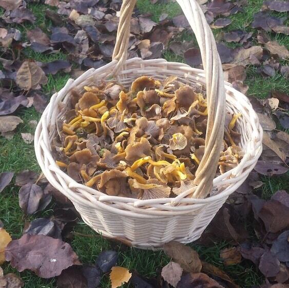 住宿加早餐 Två Ekar Gård