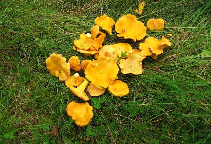 住宿加早餐 Två Ekar Gård