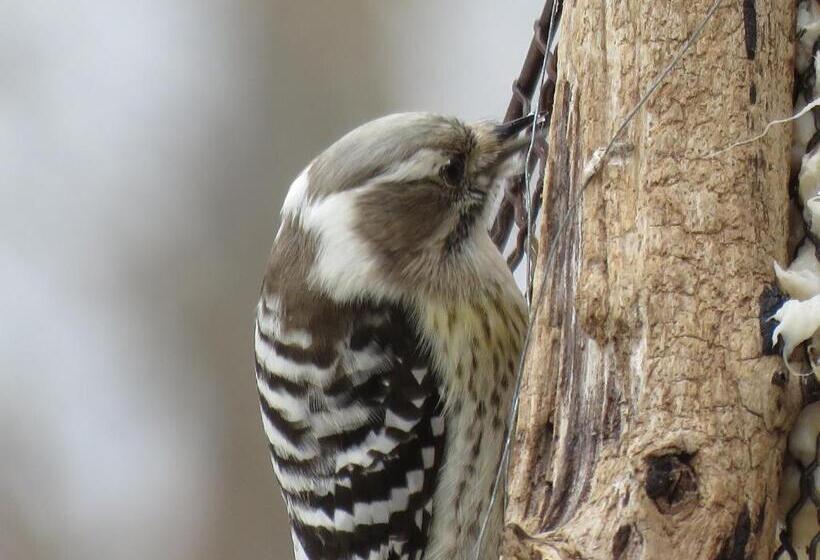 בית מלון כפרי Forest Lodge Subaru