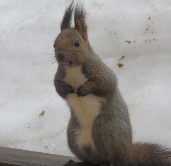 בית מלון כפרי Forest Lodge Subaru