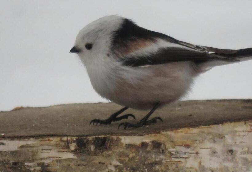 בית מלון כפרי Forest Lodge Subaru