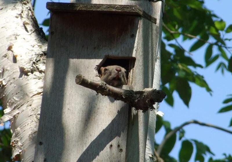 בית מלון כפרי Forest Lodge Subaru