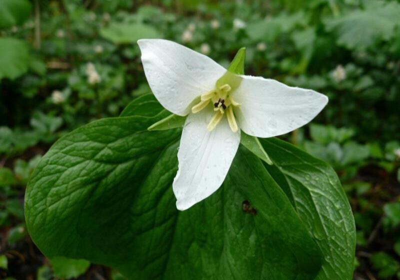 בית מלון כפרי Forest Lodge Subaru