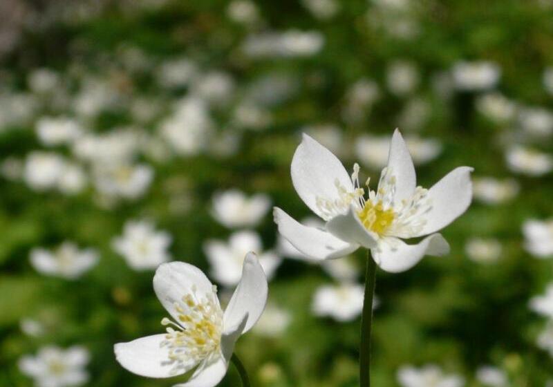 בית מלון כפרי Forest Lodge Subaru