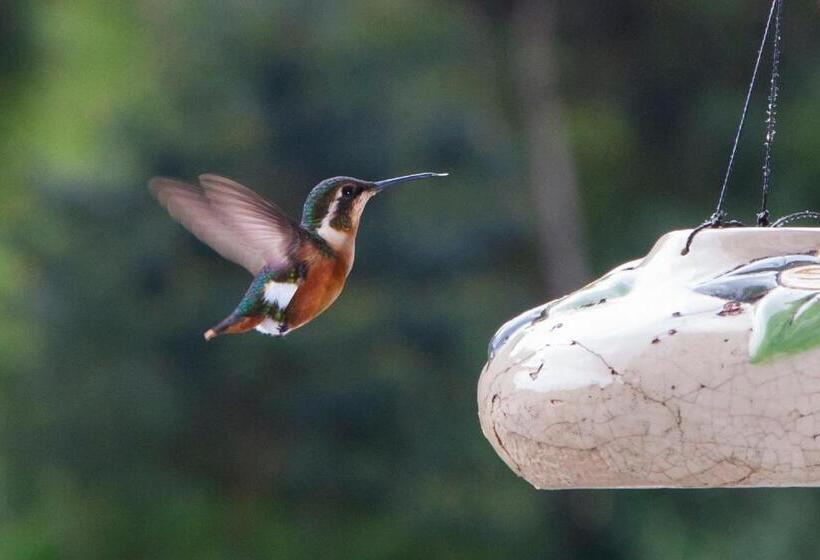 ホテル Termales Tierra Viva