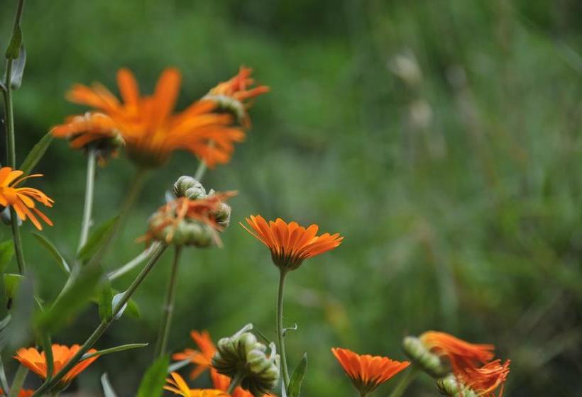 הוסטל Shangri La Emma Inn