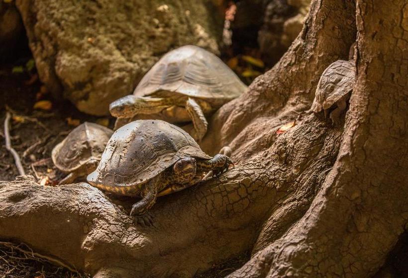 فندق صغير Hostal La Tortuga Booluda