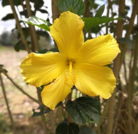 Bed & Breakfast Chapelet Hostal