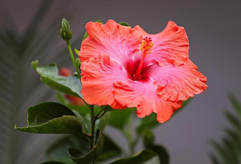 צימר Sibsons House