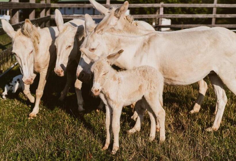 Отель Reiters Finest Family